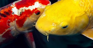 Koi Fish Breeding in Garden Ponds -What You Need To Know - Backyard Pond Ideas and Supplies