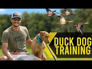 Duck Dog Marks - Gun Dog Training