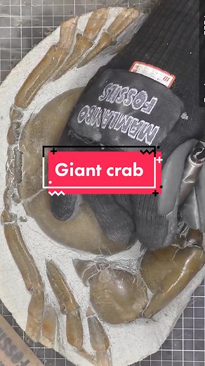 Uncovering a 12 Million Year Fossil Crab in 208 Hours | Rare Giant Species