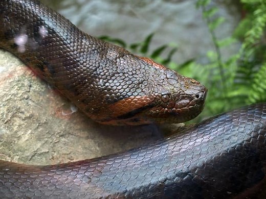 What Animals Can Beat & Eat Anacondas? (Solved) - Animal World Facts
