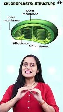 Chloroplast structure | Photosynthesis in Higher plants Class 11 Bio with Roshni Mam #conceptclear