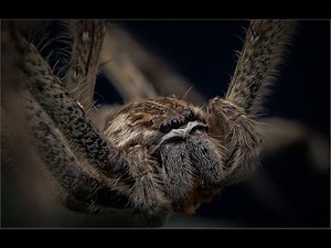 Common Rain Spider Sound scape