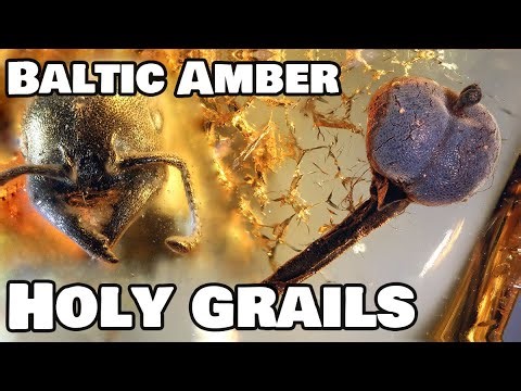 Holy grails of amber collecting - Baltic Amber edition