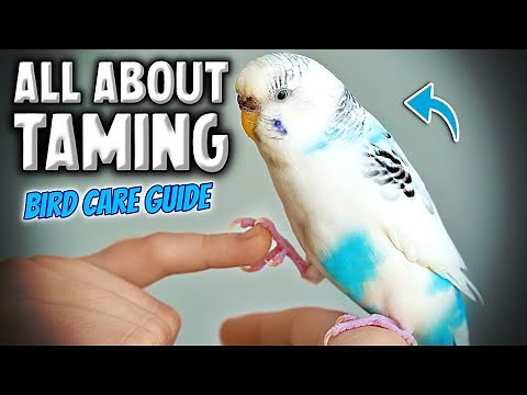 How to Tame & Take Care of Your Pet Bird | Parakeet Budgie Compilation