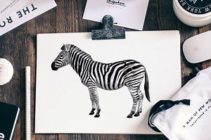 How to Draw a Zebra - An Easy Step-by-Step Zebra Drawing Tutorial
