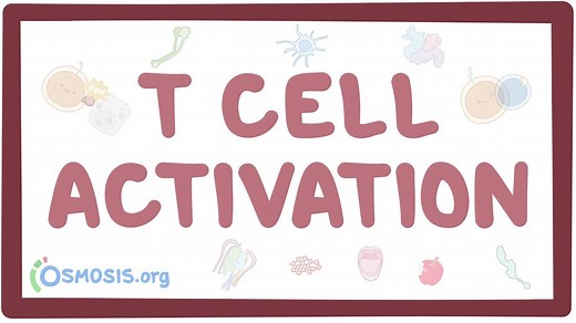 T-cell activation: Video, Causes, & Meaning | Osmosis