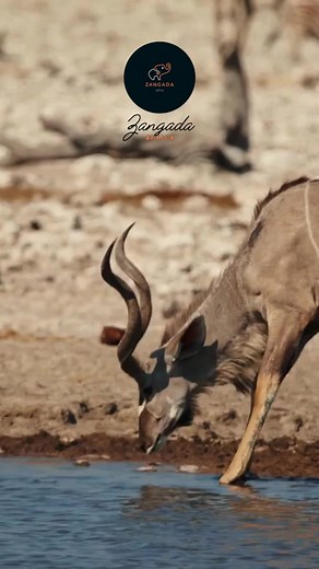 Watch this magnificent kudu hydrating in the Namib Desert—an incredible moment of survival in one of the harshest environments on earth! 🦌💧 Experience moments like this and more on our 7-day, 6-night Namibia Adventure for just $2799 per person, exploring Etosha, Sossusvlei, Swakopmund, and the Skeleton Coast. Your adventure includes: • 2 nights in Etosha National Park with game drives • 2 nights in Sossusvlei to explore the iconic dunes • 1 night in Swakopmund for seaside adventures • 1 night