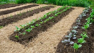 Using Mushroom Compost: Complete Guide for Home Gardeners