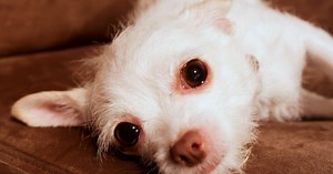 Make a Pet Memorial Shadow Box - The Crafty Blog Stalker