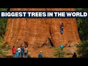 This is the Biggest Tree in the World