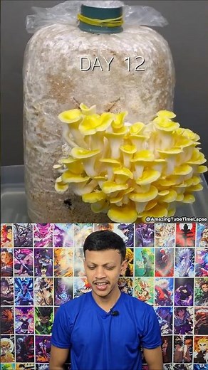 Growing Golden Oyster Mushrooms from a Kit! 🍄