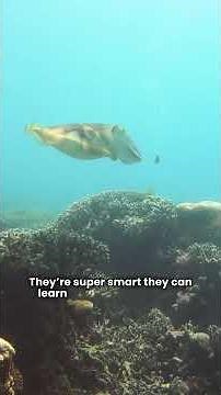 🐙 10 Mind-Blowing Cuttlefish Facts | Smartest Creatures in the Sea!