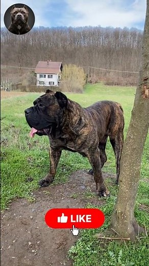 Amazing Mixed Dog Transformations 🐾💥 | From Cute Pups to Massive Guardians! #MegaMutts