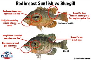 Redbreast Sunfish vs Bluegill - Know These Differences! • Panfish Nation