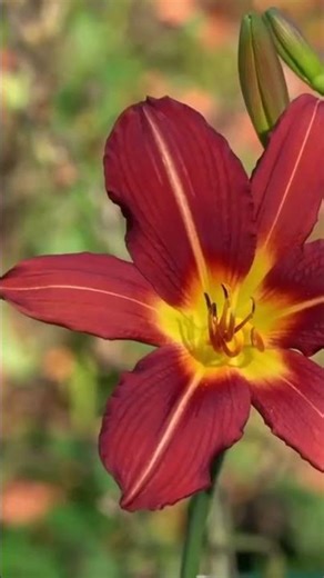 Daylilies - The easy-care flower wonders