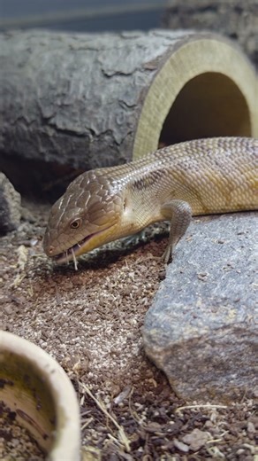 Feeding time at The Rept Co 🦗