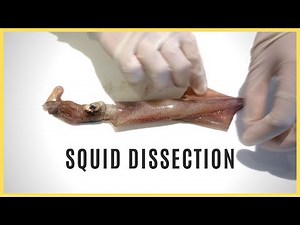 Squid Dissection in 3 Minutes