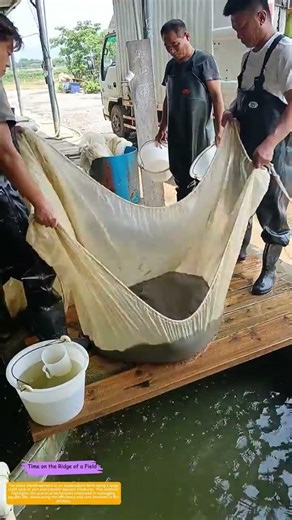 Sorting Aquatic Life: How Workers Use Cloth Sacks to Manage Their Harvest