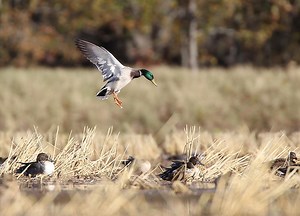 441 reactions · 79 shares | Duck season is off to an excellent start for many of the waterfowl hunters across the state. Let's see your waterfowl reports for the first week. If you haven't got out, you are missing out. | Arkansas Game and Fish Commission | Facebook