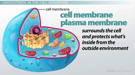 Cholesterol in the Cell Membrane | Overview, Function & Structure