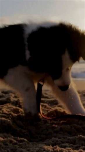 Don’t fool around with unexpected veterinary costs – protect your pet with Pets Best. 🤝 . . . . For all terms visit https://www.petsbest.com/coverage. Insurance products are underwritten by American Pet Insurance Company, a New York insurance company (Seattle, WA 98108) or Independence American Insurance Company, a Delaware insurance company (NAIC# 26581, Scottsdale, AZ 85254) and produced by Pets Best Insurance Services, LLC (NPN# 8889658) | Pets Best Pet Health Insurance