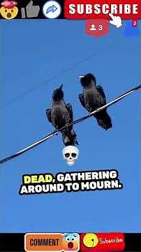 10 Incredible Crow Facts in 60 seconds!