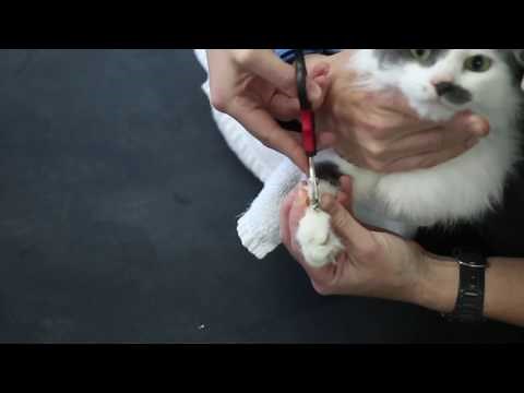How to clip cat's claws - Vet Advice