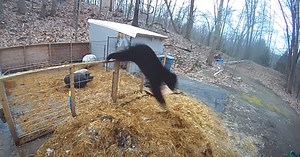 Video: Pigs Fight Off Black Bear Attack