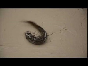 'Walking' fish could help scientists to understand how we left the ocean