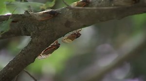 Behind the Noise: Musician Says This Is the Key of the Cicada Mating Call