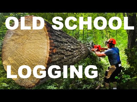 OLD SCHOOL LOGGING HAND CUTTING TIMBER!