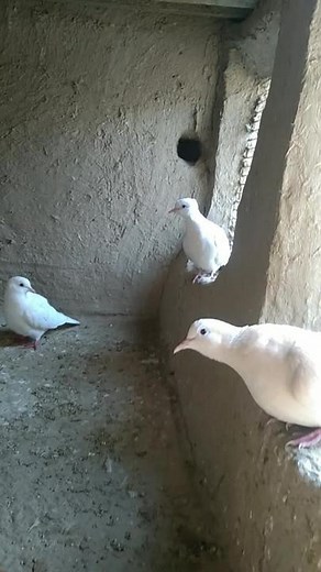 zidi Jutt (@chsherazahmad007)’s videos with original sound - yasi g