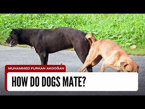 How Do Dogs Mate? Understanding Canine Breeding – How Do Dogs Mate Safely and Naturally