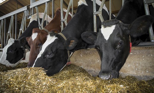 14 Things Cows Like to Eat Most (Diet, Care & Feeding Tips)