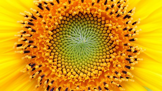 6 Fascinating Places to See the Fibonacci Sequence