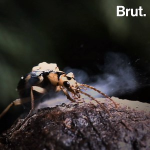 7.4M views · 10K reactions | Trapped inside a toad' stomach, this insect is still able to make it out alive. Meet the bombardier beetle.  | Brut nature | Facebook