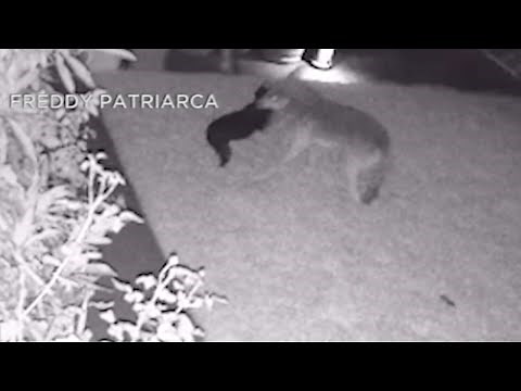 Coyote attacks beloved pet dog in Huntington Beach | ABC7