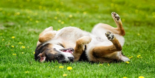 Here's how to teach your dog to roll over in 4 simple steps