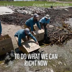 Rare glimpse at the world's most endangered wildlife, brought to life by Helen Mirren 🐧🐼🦏🐆 Stream Escape From Extinction for free on ITV Hub | ITV