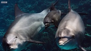 48M views · 876K reactions | “Take a deep breath.” - Sir David Attenborough #BluePlanet2  (ocean) bloom | BBC Earth | Facebook