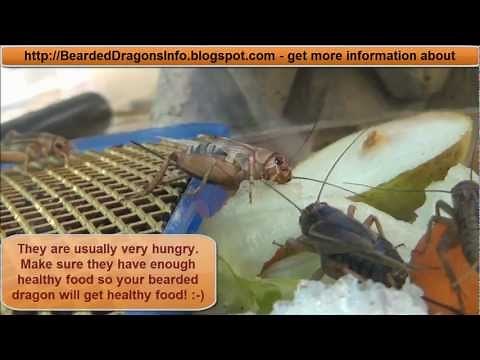 Cricket Breeding - The whole life cycle of crickets