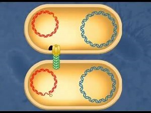 9K views · 285 reactions | Bacterial conjugation is a process in...