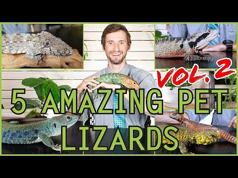 Five MORE of the Best Pet Lizards You Could Possibly Get!