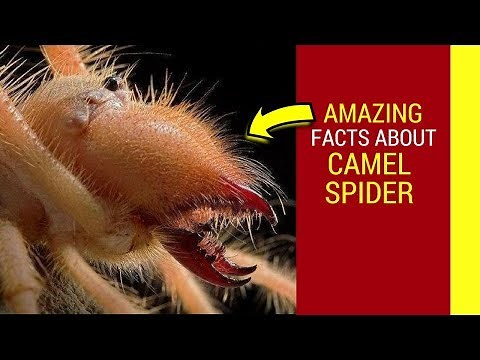 Camel spider facts Camel Spider running ,screaming and giving birth