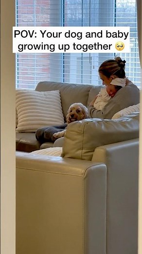 Mini Cockapoo’s Adorable Bond With Baby Sister 🥺❤️