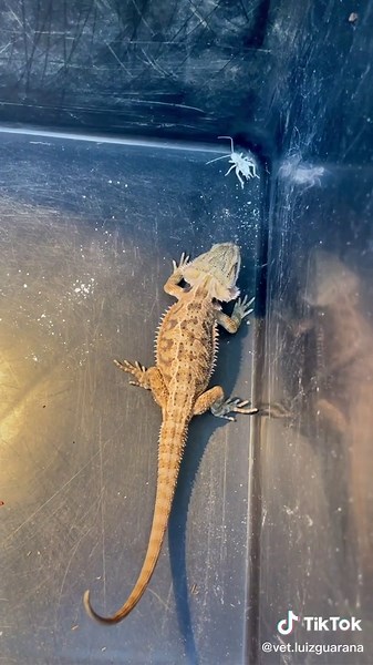 How to Open a Pogona's Mouth: Expert Tips and Tricks