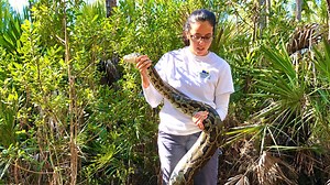 Invasive python research and removal program grows in Southwest Florida