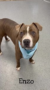 6.8K views · 936 reactions | UPDATE: ADOPTED! ♥️ Hello, my name is...