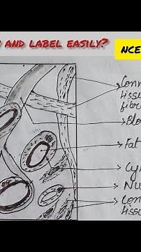 Adipose tissue || #function #diagram #adiposetissue #science