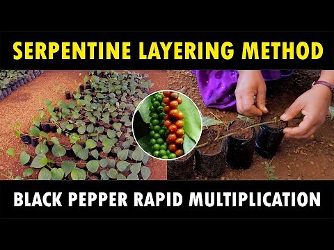 Serpentine Layering Method in Black Pepper | Black Pepper Rapid Multiplication Propagation Method